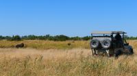Botswana - Moremi - Wir pirschen uns ran &ndash; &copy; Annett Müller (Eberhardt TRAVEL)