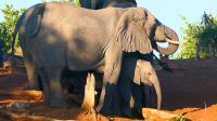 Namibia - Bootsfahrt auf dem Okavango - Elefantenparade &ndash; &copy; Annett Müller (Eberhardt TRAVEL)