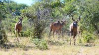 Namibia - Bwabwata Nationalpark - Kudus &ndash; &copy; Annett Müller (Eberhardt TRAVEL)