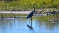 Namibia - Bwabwata Nationalpark - Goliathreiher &ndash; &copy; Annett Müller (Eberhardt TRAVEL)