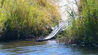 Namibia - Namushasha River Lodge am Kwando &ndash; &copy; Annett Müller (Eberhardt TRAVEL)