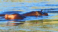 Namibia - Bootsfahrt auf dem Kwando &ndash; &copy; Annett Müller (Eberhardt TRAVEL)