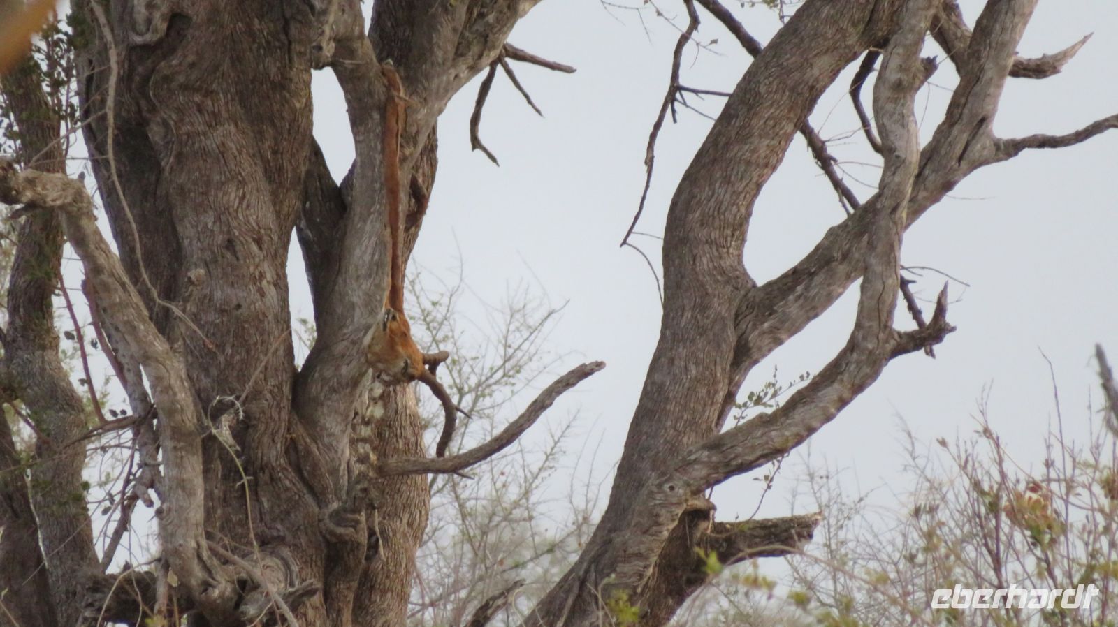 Leopardenfutter Shokomoka &ndash; &copy; Kathrin Mickan (Eberhardt TRAVEL)