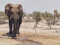 Elephant Sands.jpg &ndash; &copy; Kathrin Mickan (Eberhardt TRAVEL)