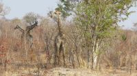 Giraffen auf dem Weg nach Elephant Sands.JPG &ndash; &copy; Kathrin Mickan (Eberhardt TRAVEL)