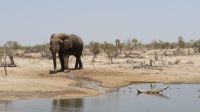 Elephant Sands.JPG &ndash; &copy; Kathrin Mickan (Eberhardt TRAVEL)