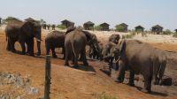 Elephant Sands.JPG &ndash; &copy; Kathrin Mickan (Eberhardt TRAVEL)