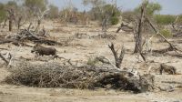 Warzenschweine Elephant Sands.JPG &ndash; &copy; Kathrin Mickan (Eberhardt TRAVEL)