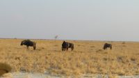 Gnu's auf dem Weg zur Salzpfanne.JPG