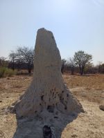 Termitenhügel besichtigt .jpg &ndash; &copy; Kathrin Mickan (Eberhardt TRAVEL)