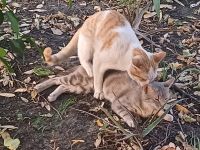 öhm ...Katzen in Thamalakane &ndash; &copy; Kathrin Mickan (Eberhardt TRAVEL)
