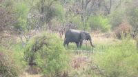 Elefant Shokomoka &ndash; &copy; Kathrin Mickan (Eberhardt TRAVEL)