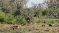 Skokomoka Tierbeobachtung &ndash; &copy; Kathrin Mickan (Eberhardt TRAVEL)
