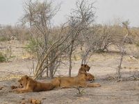 Löwen Moremi NP.jpg &ndash; &copy; Kathrin Mickan (Eberhardt TRAVEL)