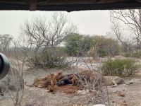 Moremi NP Löwen beim Frühstück.jpg &ndash; &copy; Kathrin Mickan (Eberhardt TRAVEL)