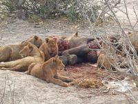 Moremi NP Löwen beim Frühstück.jpg &ndash; &copy; Kathrin Mickan (Eberhardt TRAVEL)