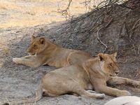 Löwen im Moremi.jpg &ndash; &copy; Kathrin Mickan (Eberhardt TRAVEL)