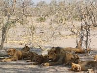 Besuch bei der Löwengruppe vom Vormittag.jpg &ndash; &copy; Kathrin Mickan (Eberhardt TRAVEL)