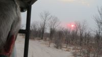 Guten Morgen Moremi.JPG &ndash; &copy; Kathrin Mickan (Eberhardt TRAVEL)