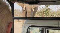 Moremi NP Elefanten.JPG &ndash; &copy; Kathrin Mickan (Eberhardt TRAVEL)