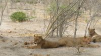 Löwen Moremi NP.JPG &ndash; &copy; Kathrin Mickan (Eberhardt TRAVEL)
