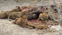 Moremi NP Löwen beim Frühstück.JPG &ndash; &copy; Kathrin Mickan (Eberhardt TRAVEL)
