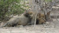 Herr Löwe ist satt.JPG &ndash; &copy; Kathrin Mickan (Eberhardt TRAVEL)