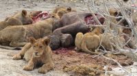 Moremi NP Löwen beim Frühstück.JPG &ndash; &copy; Kathrin Mickan (Eberhardt TRAVEL)