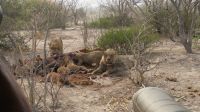 Moremi NP Löwen beim Frühstück.JPG &ndash; &copy; Kathrin Mickan (Eberhardt TRAVEL)