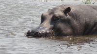 Hippo Porträt.JPG &ndash; &copy; Kathrin Mickan (Eberhardt TRAVEL)