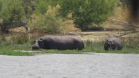 Riesenhippo.JPG &ndash; &copy; Kathrin Mickan (Eberhardt TRAVEL)