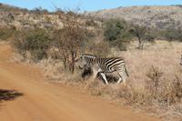 Achtung Zebra &ndash; &copy; Vicky Kern (Eberhardt TRAVEL)