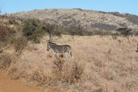 Achtung Zebra &ndash; &copy; Vicky Kern (Eberhardt TRAVEL)