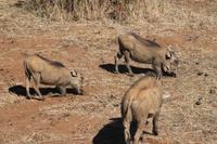 Warzenschweine &ndash; &copy; Vicky Kern (Eberhardt TRAVEL)