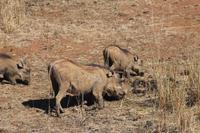 Warzenschweine &ndash; &copy; Vicky Kern (Eberhardt TRAVEL)