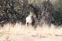 Kudu Dame &ndash; &copy; Vicky Kern (Eberhardt TRAVEL)