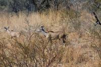 Kudus &ndash; &copy; Vicky Kern (Eberhardt TRAVEL)