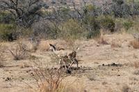 Kudu Dame &ndash; &copy; Vicky Kern (Eberhardt TRAVEL)
