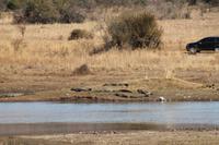 Krokodile &ndash; &copy; Vicky Kern (Eberhardt TRAVEL)