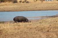 Erste Hippos
