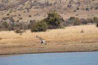 Giraffe &ndash; &copy; Vicky Kern (Eberhardt TRAVEL)