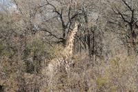 Giraffe &ndash; &copy; Vicky Kern (Eberhardt TRAVEL)