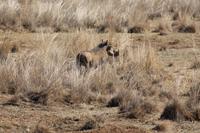 Warzenschwein &ndash; &copy; Vicky Kern (Eberhardt TRAVEL)