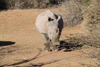 Breitmaulnashorn &ndash; &copy; Vicky Kern (Eberhardt TRAVEL)