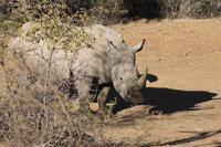 Breitmaulnashorn &ndash; &copy; Vicky Kern (Eberhardt TRAVEL)