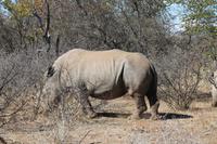 Breitmaulnashorn &ndash; &copy; Vicky Kern (Eberhardt TRAVEL)