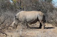 Breitmaulnashorn &ndash; &copy; Vicky Kern (Eberhardt TRAVEL)