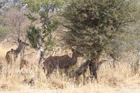 Kudus &ndash; &copy; Vicky Kern (Eberhardt TRAVEL)
