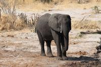 Elefant &ndash; &copy; Vicky Kern (Eberhardt TRAVEL)