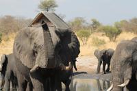 Elefant &ndash; &copy; Vicky Kern (Eberhardt TRAVEL)